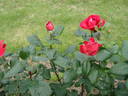 Agate Pourpre rose photo