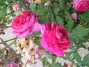 Betinho rose photo