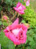 Fernand Point rose photo
