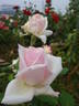 Prince de Bulgarie rose photo