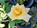 Miyabi rose photo