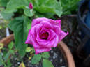 Odessa rose photo