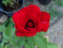 Opening Night ™ rose photo