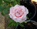 Our Lady of Guadalupe ™ rose photo