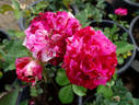 Painter's Palette rose photo