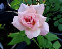 Pink French Lace rose photo