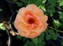 Reconciliation rose photo