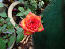 Ring of Fire ™ rose photo