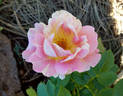 Rose des Cisterciens rose photo