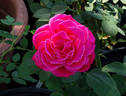 Showqueen rose photo