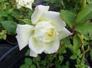 Sleigh Bells rose photo
