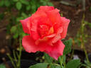 Solitude ™ rose photo
