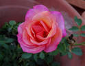 Straight Arrow ™ rose photo