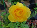 Sundance ™ rose photo