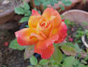 Veldfire rose photo