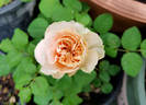 Wedding Cake rose photo