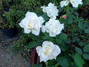 White Majesty rose photo