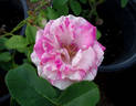 Zebra rose photo