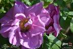 Adam Chodun rose photo