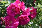 Anthony Waterer rose photo