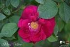 Anthony Waterer rose photo