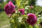 Belle Doria rose photo