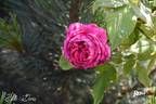 Belle Doria rose photo