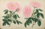 Paeoniaflora rose photo