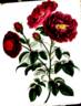 Rosa holoserica purpurea rose photo