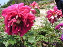 Almirante Américo Tomás rose photo