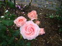 La Superba rose photo