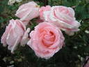 La Superba rose photo
