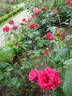 Walkyrie rose photo