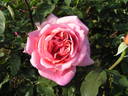 Mission Bells rose photo