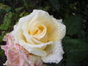 Denman rose photo