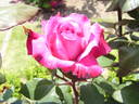Fedugia rose photo