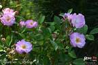 Gaard um Titzebierg rose photo