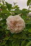 Baltimore Belle rose photo