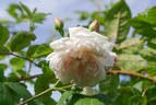 Baltimore Belle rose photo