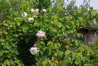 Baltimore Belle rose photo