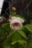 Baltimore Belle rose photo