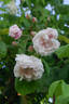 Baltimore Belle rose photo