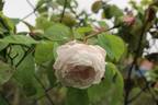 Baltimore Belle rose photo