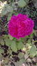 William Shakespeare ® rose photo