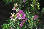 R giraldii rose photo