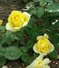 Golden King rose photo
