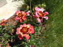 Blushing Babylon Eyes rose photo