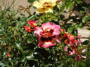 Blushing Babylon Eyes rose photo