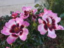Blushing Babylon Eyes rose photo