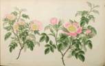 <i>Rosa canina</i> var. <i>major</i> Andr. rose photo